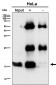Anti-SFT Rabbit Monoclonal Antibody
